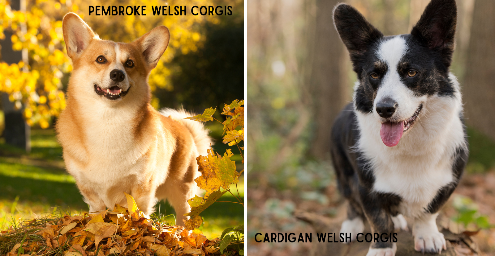 Two kinds discount of corgis